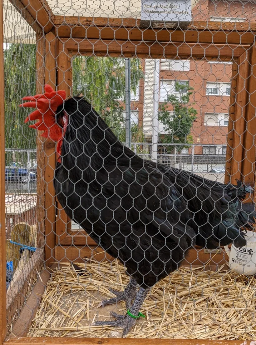 Una gallina negra dins del corral de fusta i reixa que tenen al local.
